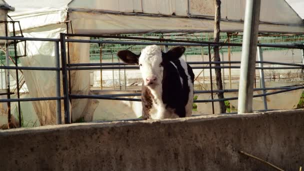 黑白相间的小牛从栅栏后面看相机 — 图库视频影像