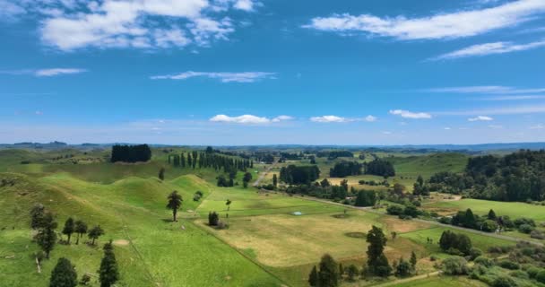 Aerial Descent Lush Fields New Zealand Farmland Midsummer — Stock Video