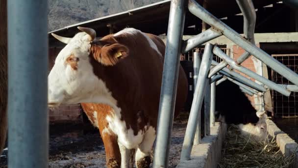 Brown Eyed Cow Ruminating Δίπλα Από Trough — Αρχείο Βίντεο