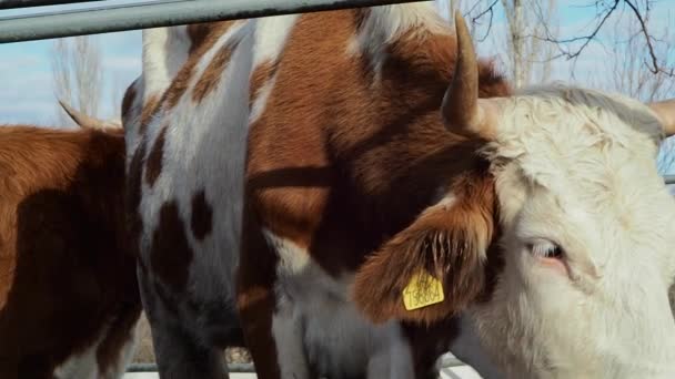 Stamped Well Groomed Cow Looking Camera Fence — Vídeo de stock