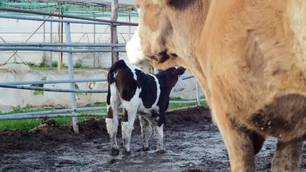 Mother Cow Her Calf Mud — Vídeo de Stock