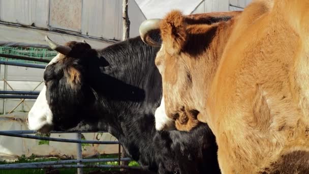 Black Brown Cow Taking Sun Bath Ruminating — Video Stock