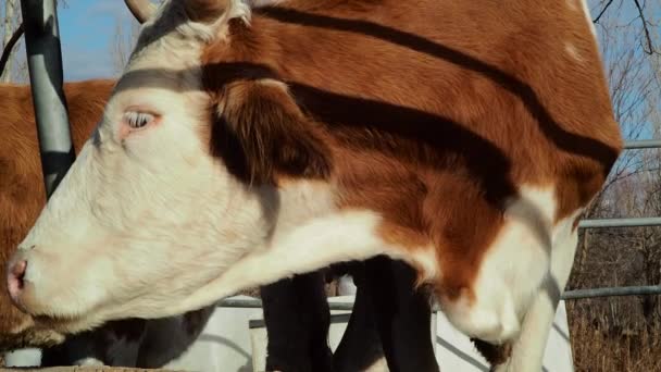 Καλοφτιαγμένη Αγελάδα Που Ψάχνει Κάμερα Από Πίσω Από Τον Φράχτη — Αρχείο Βίντεο