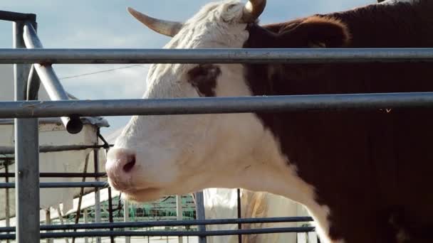 Mucca Dagli Occhi Marroni Ruminare Dietro Recinzione — Video Stock