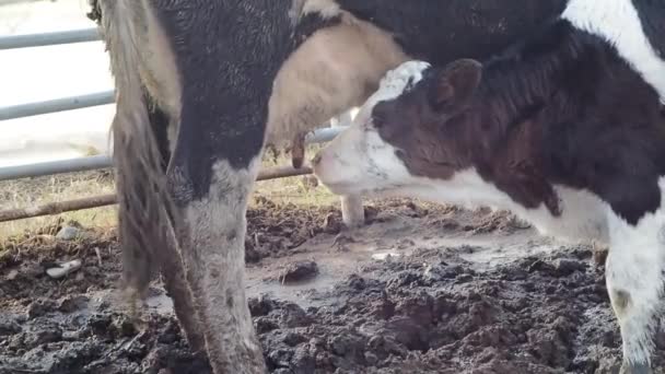 泥の中でミルクを吸い汚い子牛 — ストック動画
