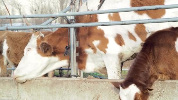 Mère Vache Son Veau Tous Deux Démangeaisons Sur Clôture — Video