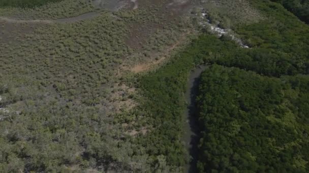 Creek Dense Forest Coast Morey Reef Port Douglas North Queensland — Vídeos de Stock