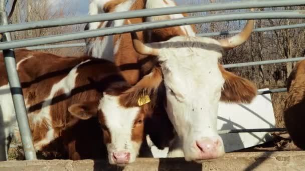 Mother Cow Calf Resting Farm — Video Stock