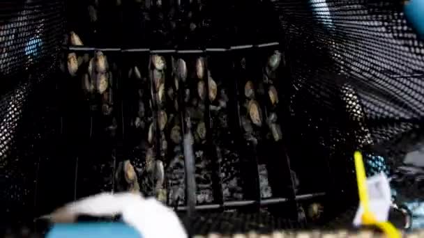 Espreitando Dentro Uma Cesta Tanque Aerado Com Abalone Aquicultura Sustentável — Vídeo de Stock