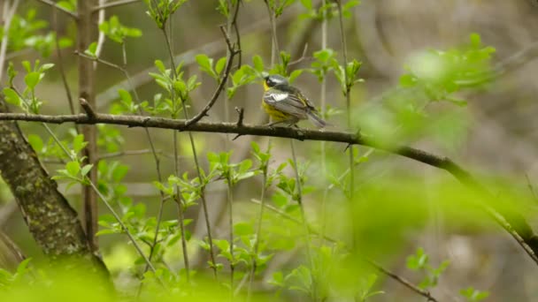 Bird Hidden Wood Flew — Vídeo de Stock