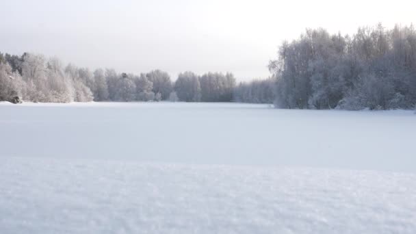 Bellissimo Paesaggio Coperto Neve Campo Forestale Con Neve Che Cade — Video Stock