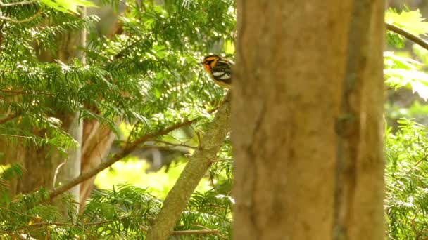 Townsend Warbler Ramura Copacilor Peisaj Forestier Verdeață Decolați — Videoclip de stoc