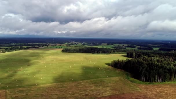 Aerial Drone Shot Flying Raked Field Hay Bales Scattered Out — Stockvideo