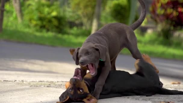 Two Dogs Playfighting Slow Motion — Stock videók