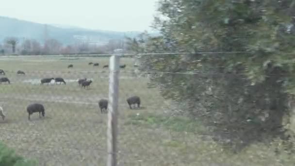 Ovelhas Pastando Campo Além Cerca Grécia Tiro Rastreamento Câmera Lenta — Vídeo de Stock