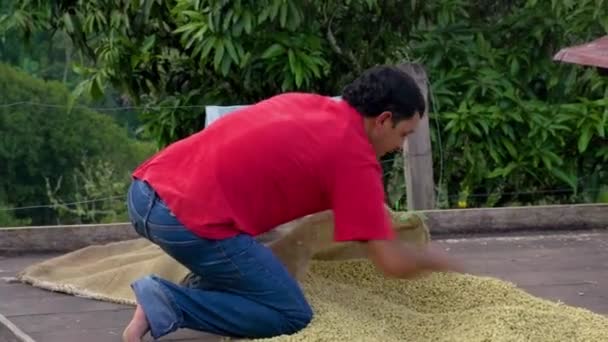 Pai Coletando Grãos Café Secos Saco Valparaso Colômbia — Vídeo de Stock
