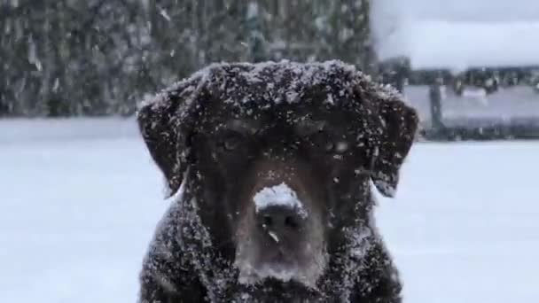 Retrato Laboratorio Chocolate Nieve Durante Una Nevada Labrador Con Copos — Vídeos de Stock