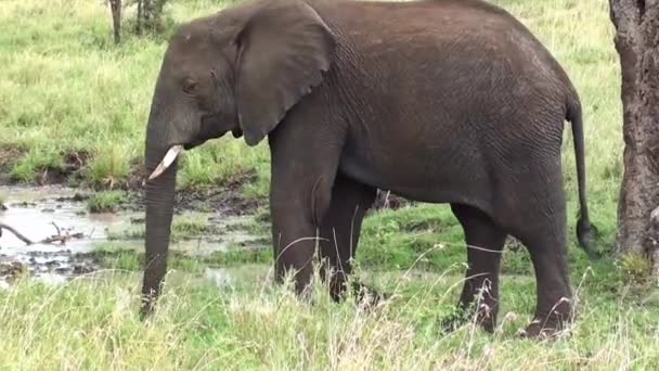 非洲大草原上一群大象的简况 成年大象在靠近水的荒野中行走 — 图库视频影像