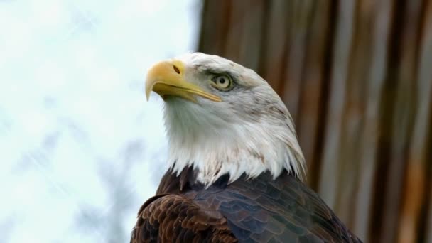 Close Portrait Head White Eagle Bird Symbol United States — Vídeo de Stock