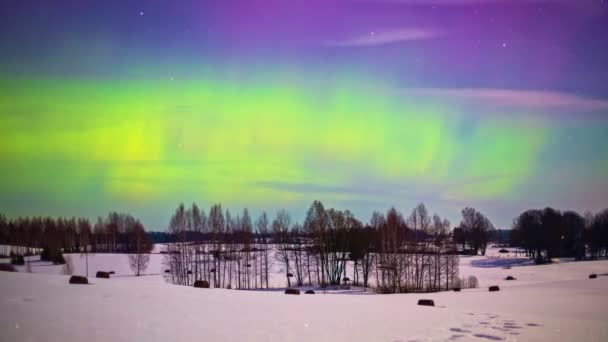 Copse Leafless Trees Snow Covered Field Aurora Borealis Dancing Sky — Vídeos de Stock