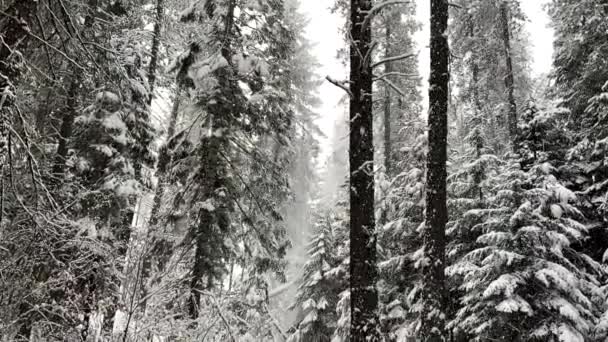 Slow Motion Snow Falling Forest — Stock videók