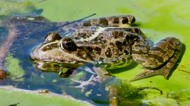Lithobates在半淹没在池塘里 站立在植物上的一只孤立的琵琶鱼青蛙的旁边 吃着古龙水 — 图库视频影像