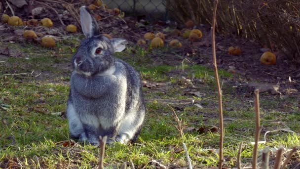 还在草地上拍着小白兔的照片 还有复制的空间 外面还有可爱的动物 — 图库视频影像