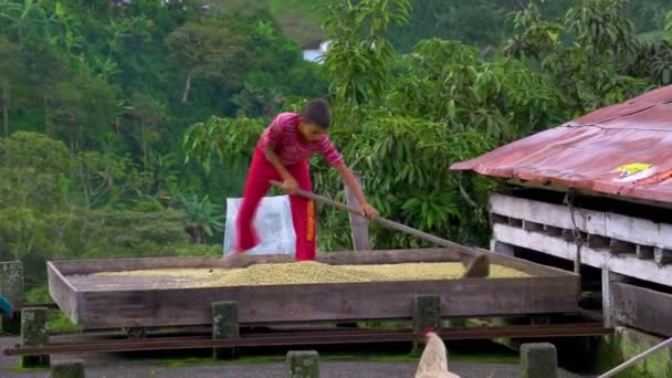 Son Turning Dried Coffee Beans Valparaso Colombia — Stockvideo
