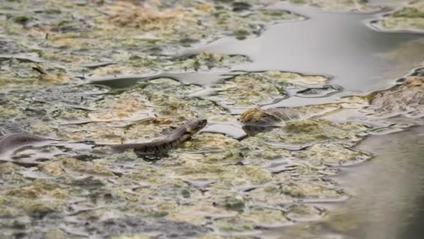 Black Snake Crawling Puddle Water Close Isolated Reptile Outdoor — Stock Video