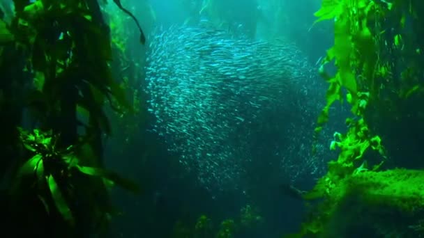 Underwater Shot Shoal Fish Algae Scenic Shot Ocean Animals Wilderness — Stok video