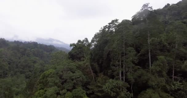 Drone Voando Sobre Floresta Tropical Malásia — Vídeo de Stock