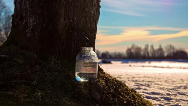 Harvesting Raw Maple Juice Jar Directly Trunk Maple Tree Snow — Video Stock