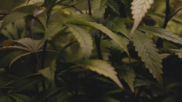 Maconha Densa Folhas Cânhamo Maconha Folhagem Tenda Cultivo Interior Para — Vídeo de Stock