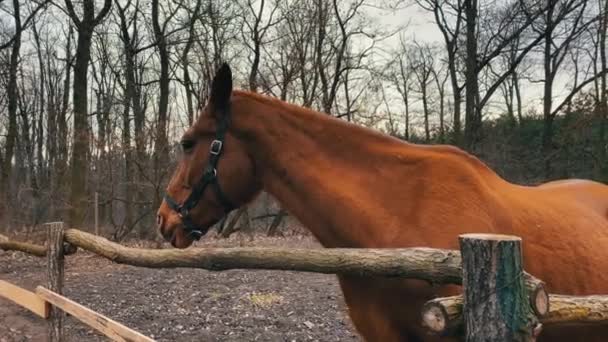 Cavallo Razza Bruna Piedi Vicino Alla Recinzione Legno Nel Paesaggio — Video Stock