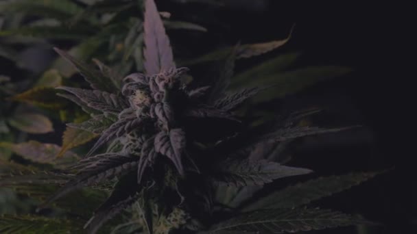 Dense Crystallization Tops Mature Marijuana Cannabis Hemp Plants Grown Diy — Vídeo de Stock