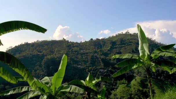 Hora Zelenými Bujnými Palmami Před Domem Valparaso Kolumbie — Stock video