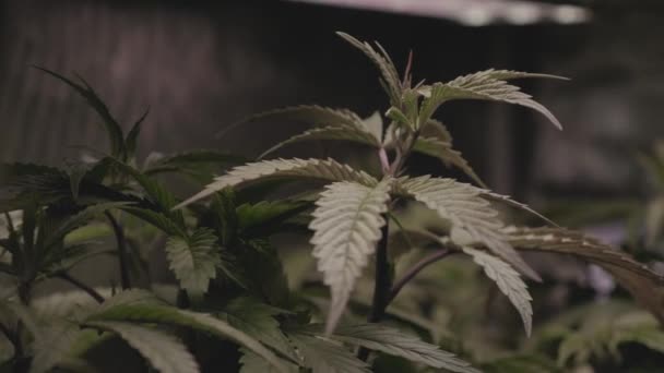 Marijuana Hemp Cannabis Branch Leaves Lightly Blowing Wind Reflective Grow — Vídeos de Stock