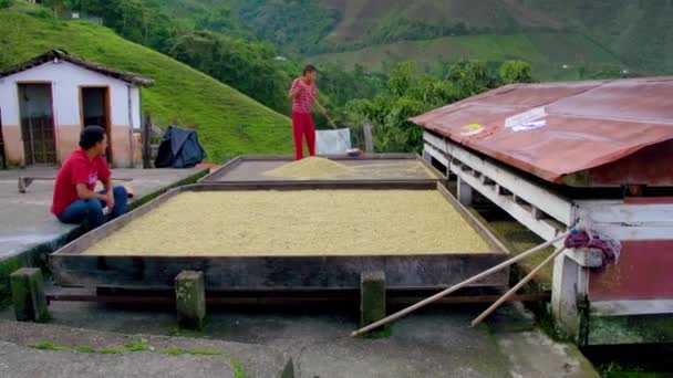 Father Pulling Out Dried Coffee Beans Large Platform Valparaso Colombia — Vídeo de Stock