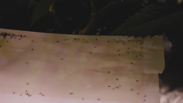 Insectes Collés Une Bande Mouche Pour Contrôler Infestation Insectes Dans — Video