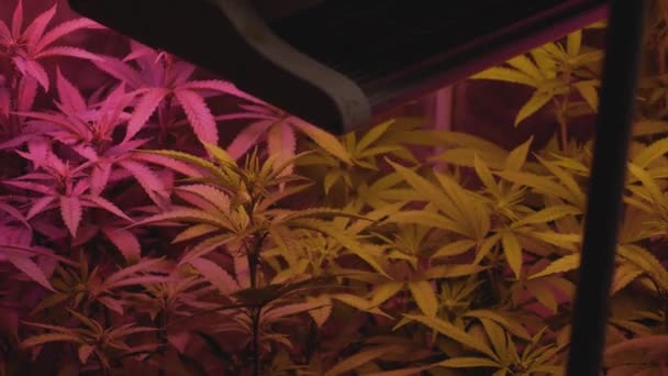 Yapımı Marihuana Esrarı Içinde Rüzgarda Esiyor Tam Spektrumlu Yapay Led — Stok video