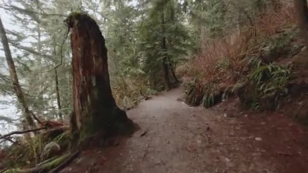 Buntzen Lake Trail Hiking Area Anmore British Columbia Lush Vegetation — Stockvideo