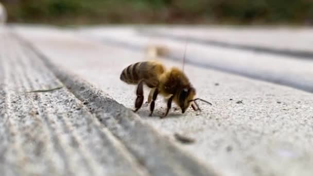 Honeybee Warming Its Wings Sidewalk Spring Time Bee Insect Outdoors — стокове відео