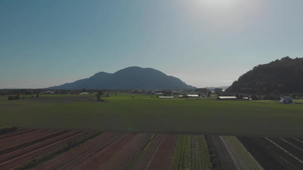 Chilliwack 수확기 먹이를 수확하기 작물들이 줄지어 하늘을 배경으로 빛나는 산들을 — 비디오
