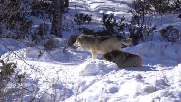 Twee Noordse Grijze Wolven Begroeten Een Andere Wolf Die Van — Stockvideo