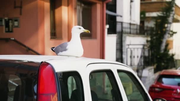 Seagull Sitting Top Car Scared Camera Fly Away — стоковое видео