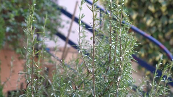 Slow Vertical Motion Rosemary Plant Garden — Vídeo de Stock