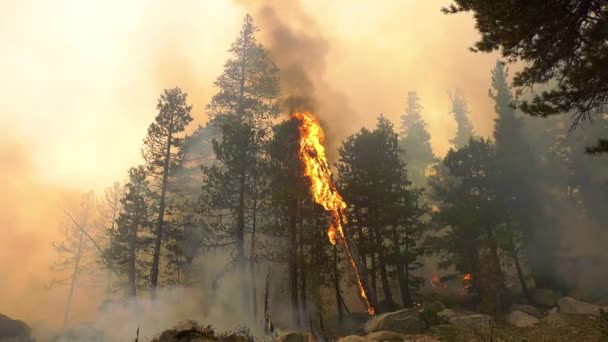 Hořící Stromy Lesní Požáry Zuřící Znečišťující Vysočině Kalifornii — Stock video