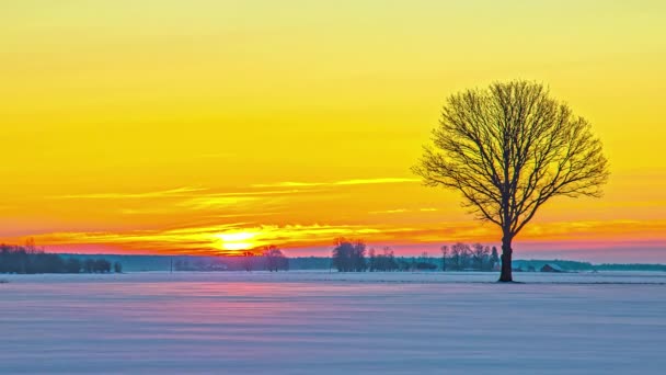 Vibrant Winter Sunrise Timelapse Snow Covered Landscape Solitary Tree — Wideo stockowe