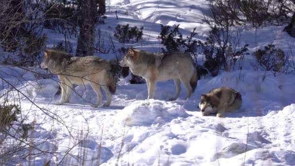 Family Three Eurasian Grey Wolves Together Norway Wilderness One Wolf — Vídeo de Stock