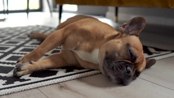 Sick Dog Breathing Agitatedly French Bulldog Aflutter Breathing Nose Move — Stock Video